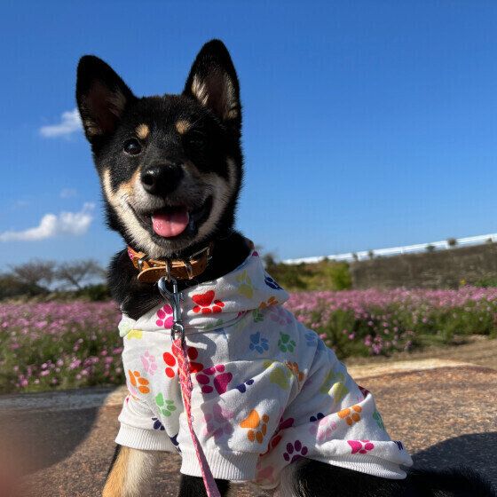 犬の秋から冬の過ごし方と注意点 季節の変わり目に犬の体調管理でできること いぬのきもち