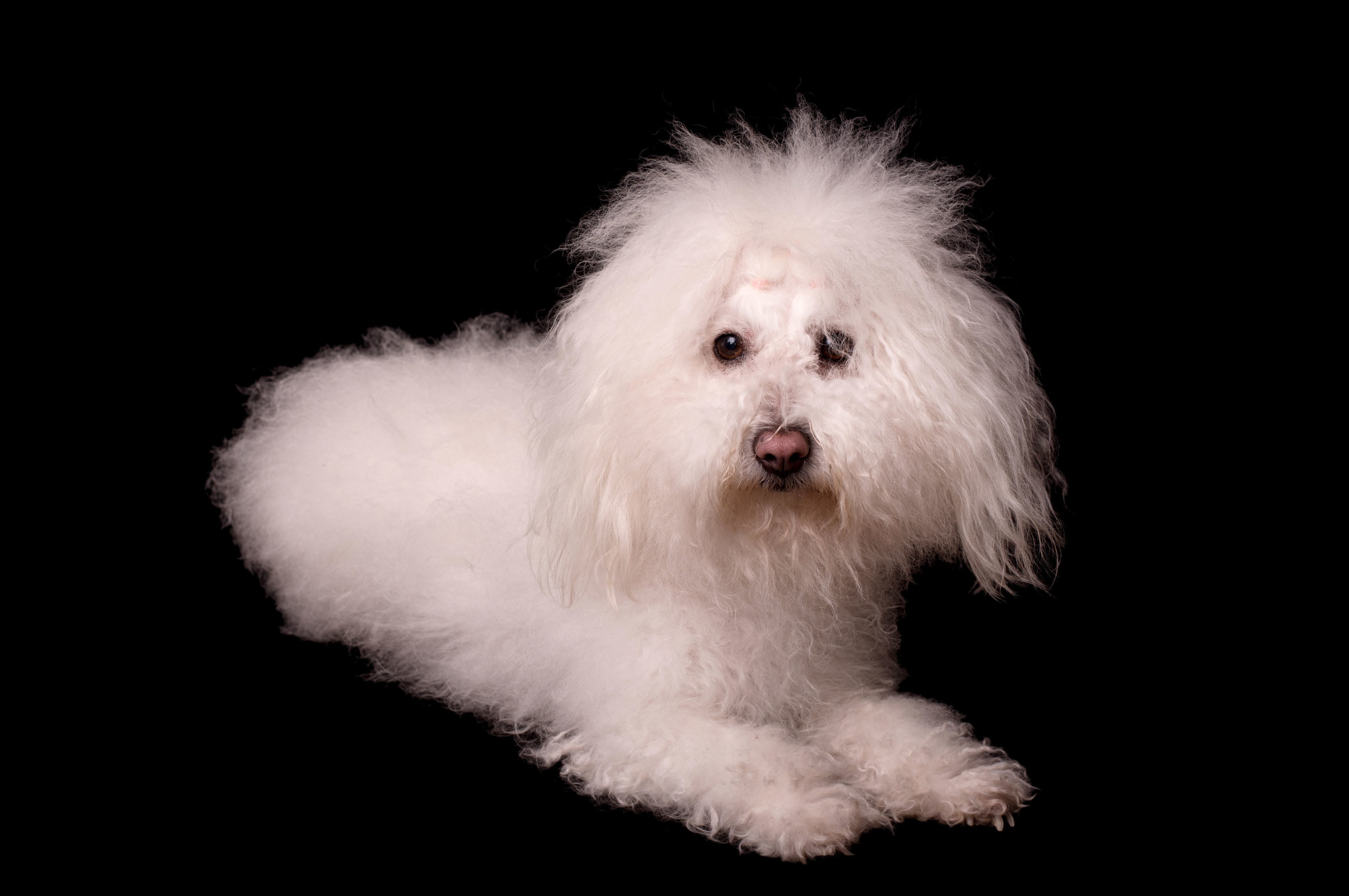 ボロニーズの特徴 性格 最新価格と飼い方 いぬのきもち 犬図鑑 いぬのきもちweb Magazine