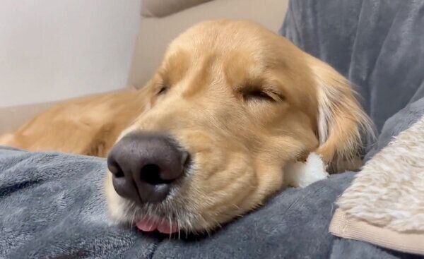 飼い主さんの足の間で眠るぐぅちゃん