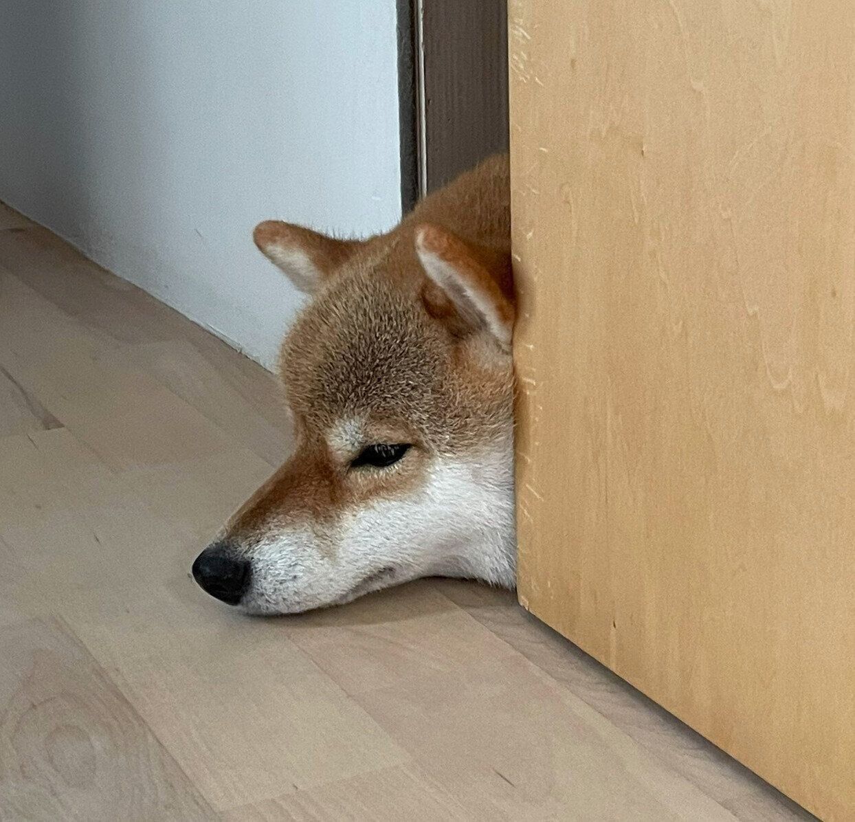 ドアの隙間から顔だけ出すマヤちゃん