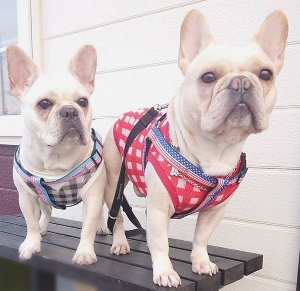 仲良しなフレンチ・ブルドッグの兄妹