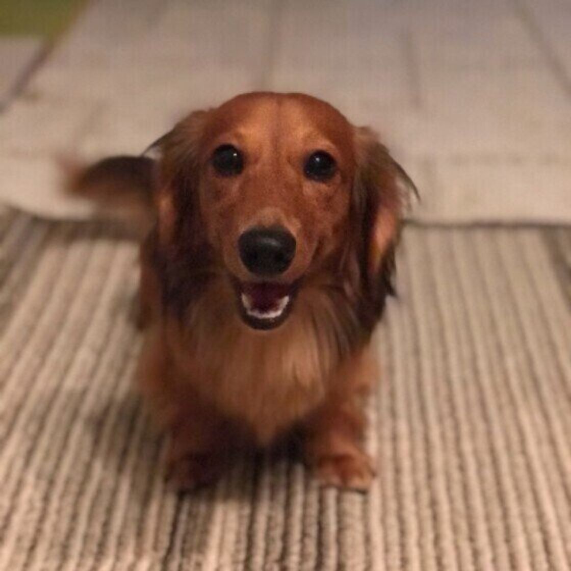 犬が家の中で突然走り出す理由 スイッチが入ったように走り回るのはなぜ いぬのきもちweb Magazine 犬が家の中で突然走り出す理由 スイッチが入ったように走り回るのはなぜ いぬのきもちweb Magazine