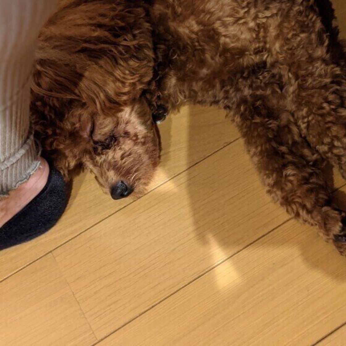 信頼関係がある証 犬が飼い主の 足元 で寝る心理 獣医師解説 いぬのきもちweb Magazine 信頼関係がある証 犬が飼い主の 足元 で寝る心理 獣医師解説 いぬのきもちweb Magazine