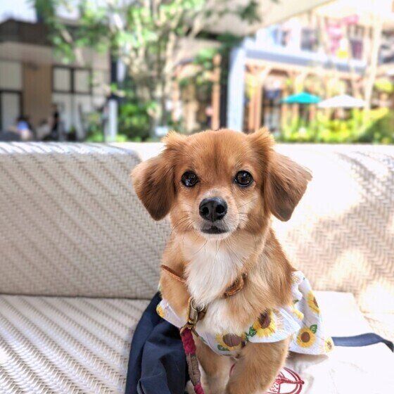 小型犬のはんなちゃん