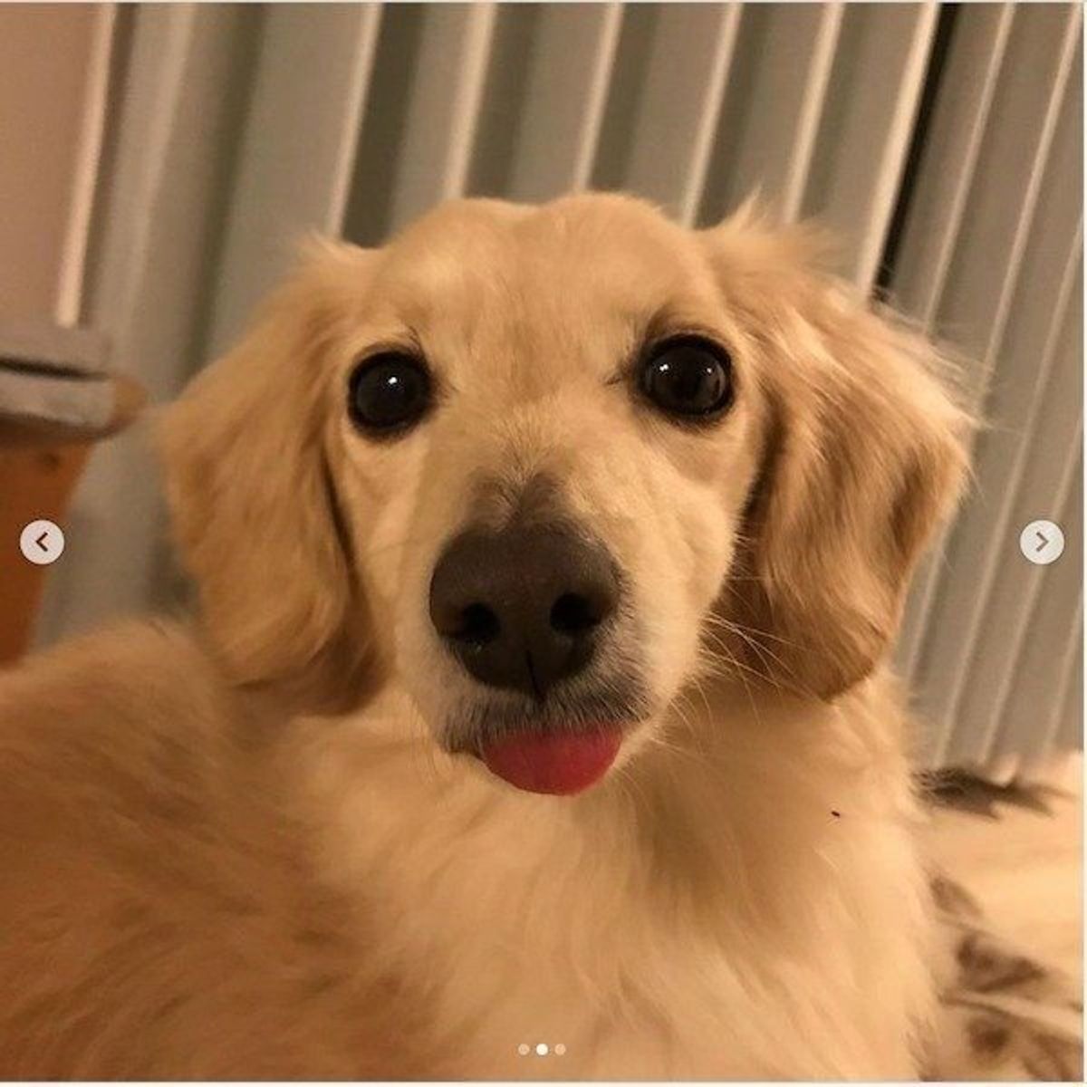 可愛い 舌しまい忘れ犬 たち 舌を出す理由も知ってる いぬのきもちweb Magazine 可愛い 舌しまい忘れ犬 たち 舌を出す理由も知ってる いぬのきもちweb Magazine