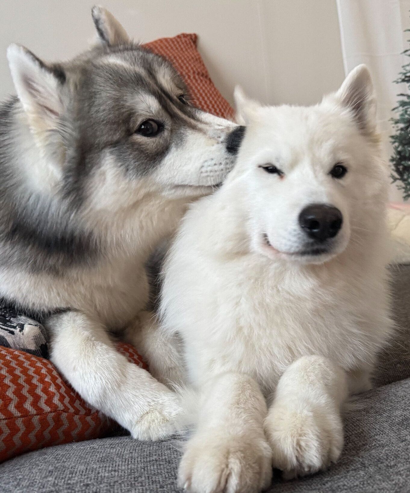 仲良しなスキーくん、パウくん