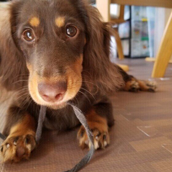 紐をで遊ぶミニチュア・ダックスフンド