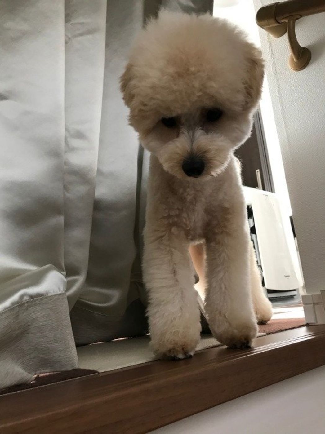 なぜ降りられないのに登る 階段の上からクーンと鳴く愛犬気持ちは いぬのきもちweb Magazine なぜ降りられないのに登る 階段の上からクーンと鳴く愛犬気持ちは いぬのきもちweb Magazine