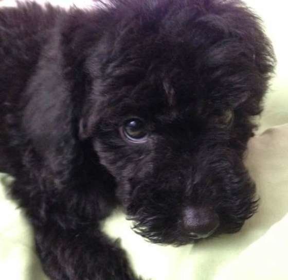 トイ・プードルのくろてんくん