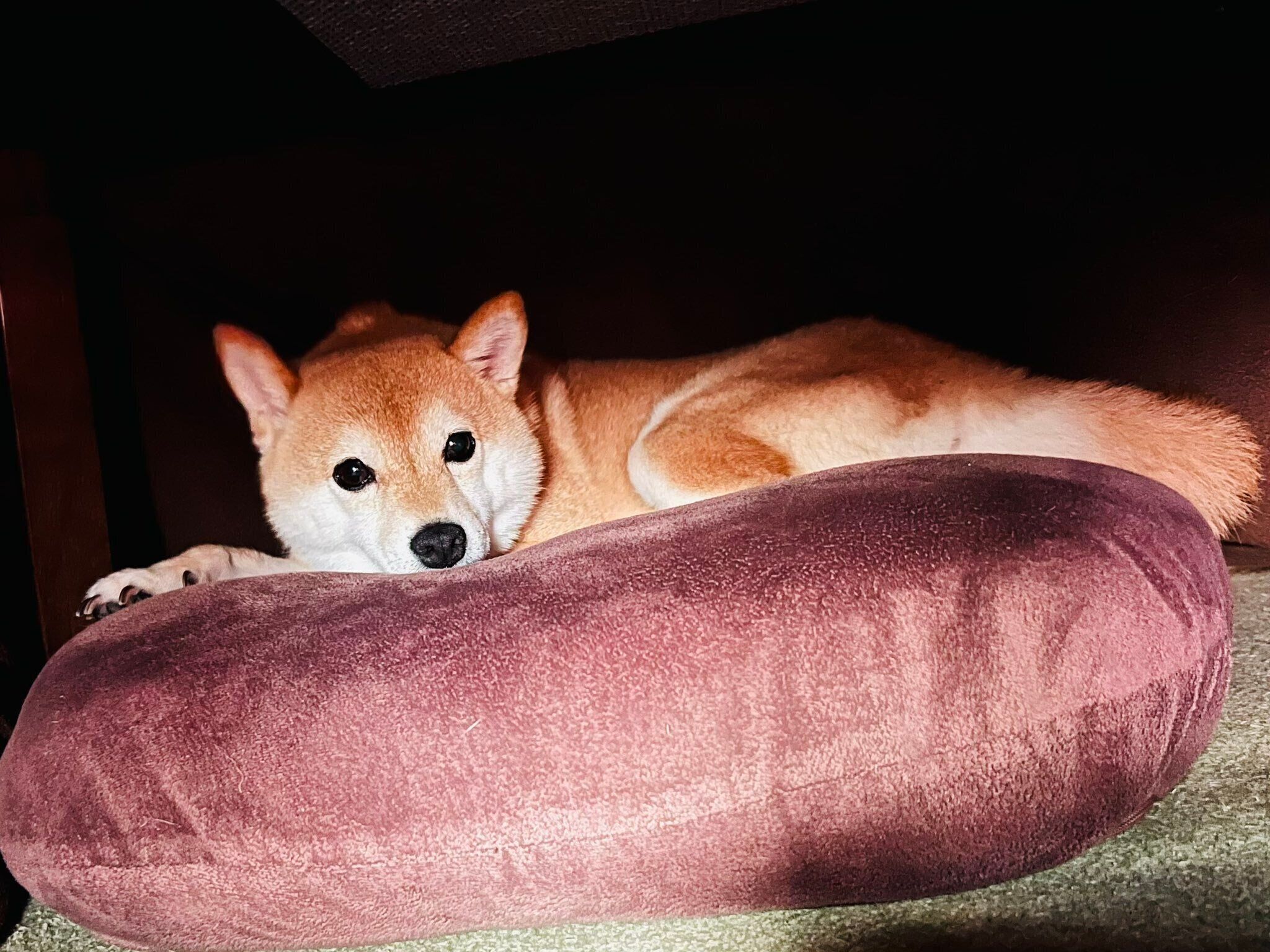 こたつの中でくつろぐ陽くん