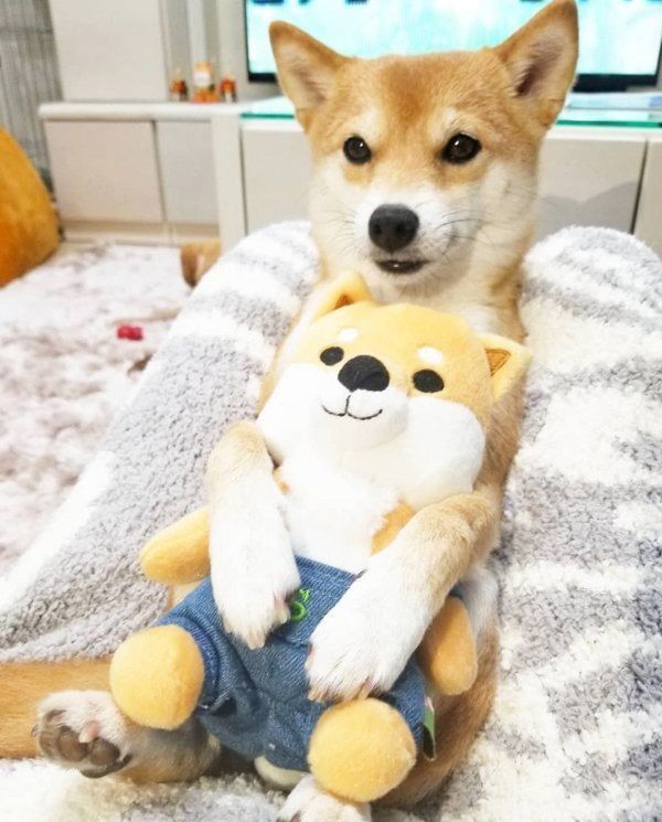 ぬいぐるみと豆柴