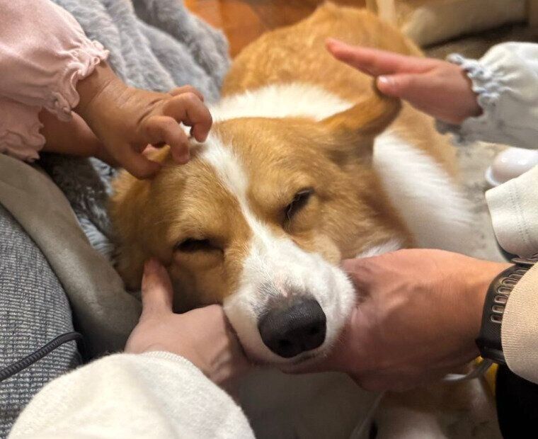 家族一同からなでられるラッキーくん