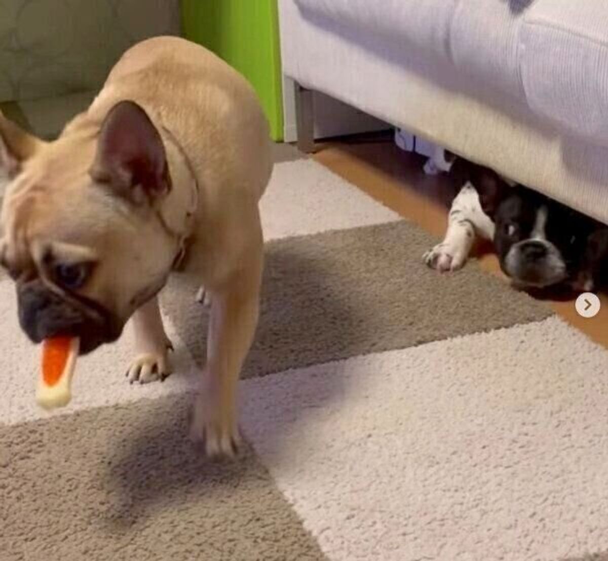 くつろいでいると見せかけて 弟犬のおもちゃをあっさり奪う姉犬 決定的瞬間に爆笑 いぬのきもちweb Magazine くつろいでいると見せかけて 弟犬のおもちゃをあっさり奪う姉犬 決定的瞬間に爆笑 いぬのきもちweb Magazine