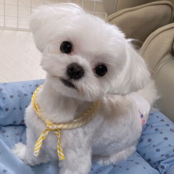 愛犬をおしゃれにするより優先すべきことがある? トリミングカットを避けた方がよいケースとは いぬのきもち