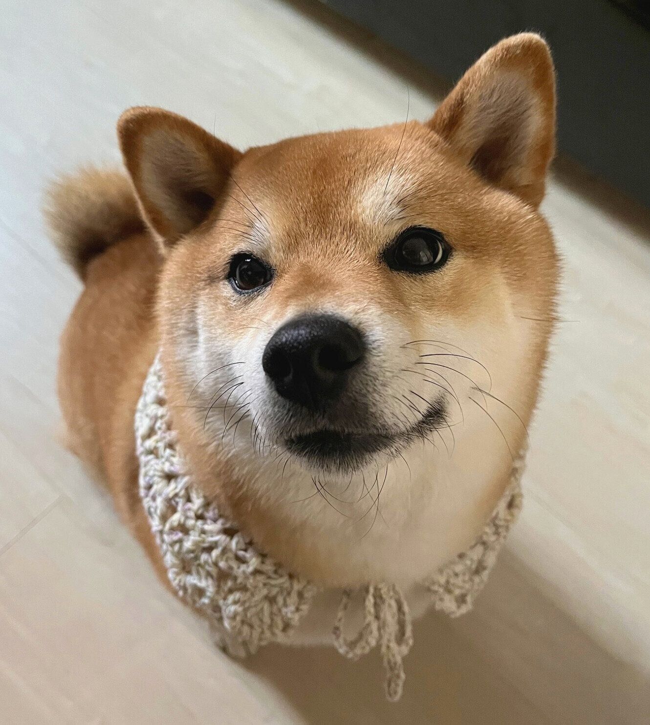 見つめるうにちゃん