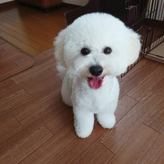 ビション・フリーぜ