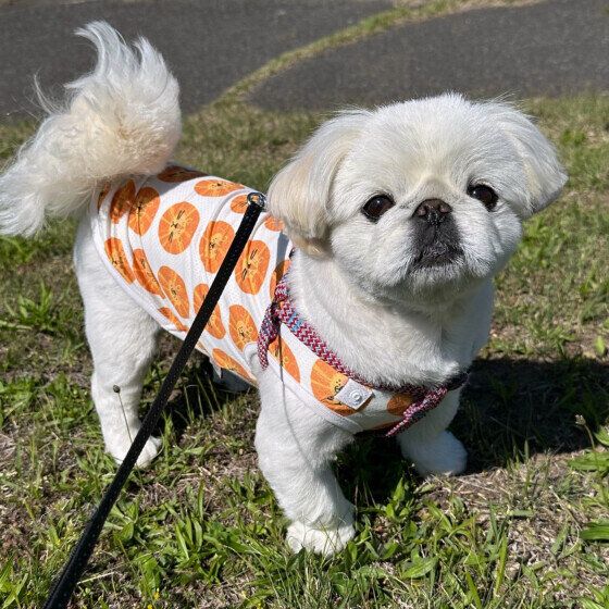 ペキニーズのボブちゃん