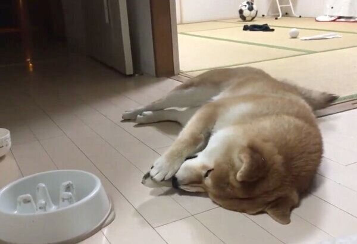 ごはんを早食いした犬 この世の終わり みたいな後悔をすることに 愛くるしい姿に爆笑 いぬのきもちweb Magazine ごはんを早食いした犬 この世の終わり みたいな後悔をすることに 愛くるしい姿に爆笑 いぬのきもちweb Magazine