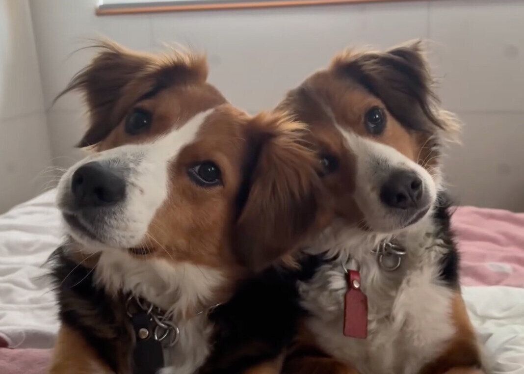 首をかしげるかおるくん、りつくん