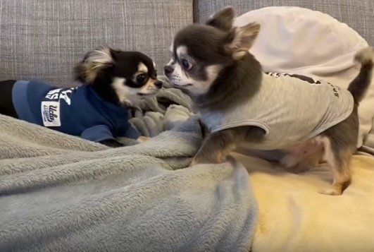 ラズおじさん　チワワ