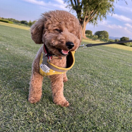 トイ・プードルのむぎちゃん♪