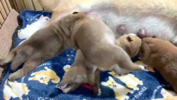 母乳を飲む茶太郎くん、ゆずちゃん、マツコちゃん、トマトちゃん