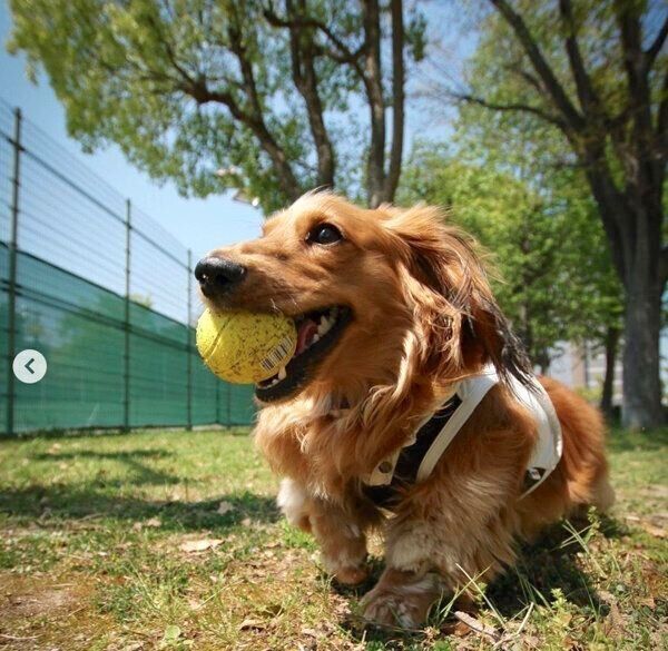 ボール遊びが大好きなハルくん