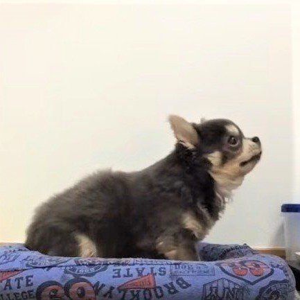 ラズおじさん　チワワ