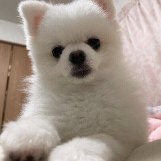 見つめるポメラニアン