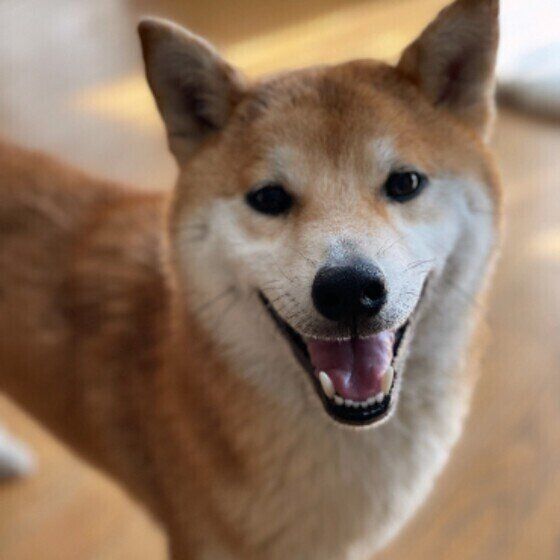 笑顔になる柴の女の子