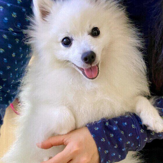 スピッツ　まよ