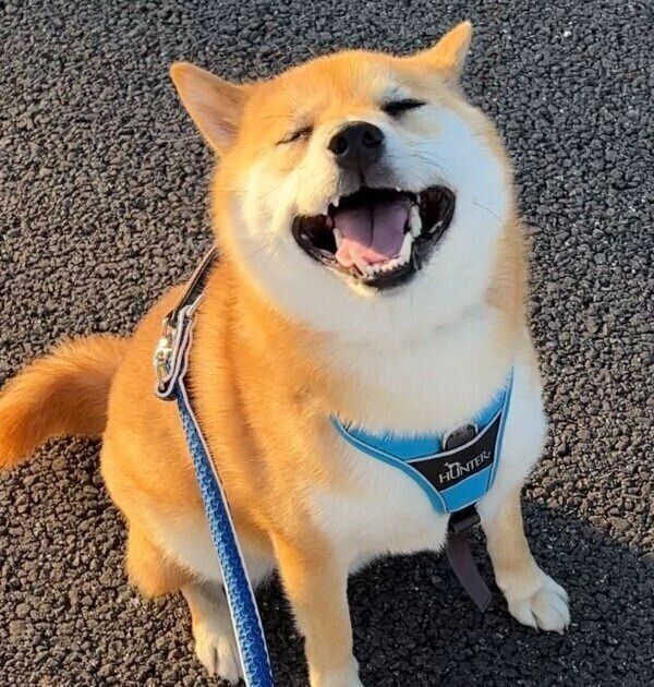 散歩中に満面の笑みを浮かべるふう太くん