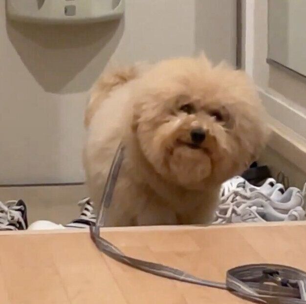 玄関で待つポテチくん