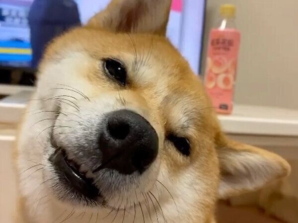 気持ちよくて顔が緩むミクちゃん