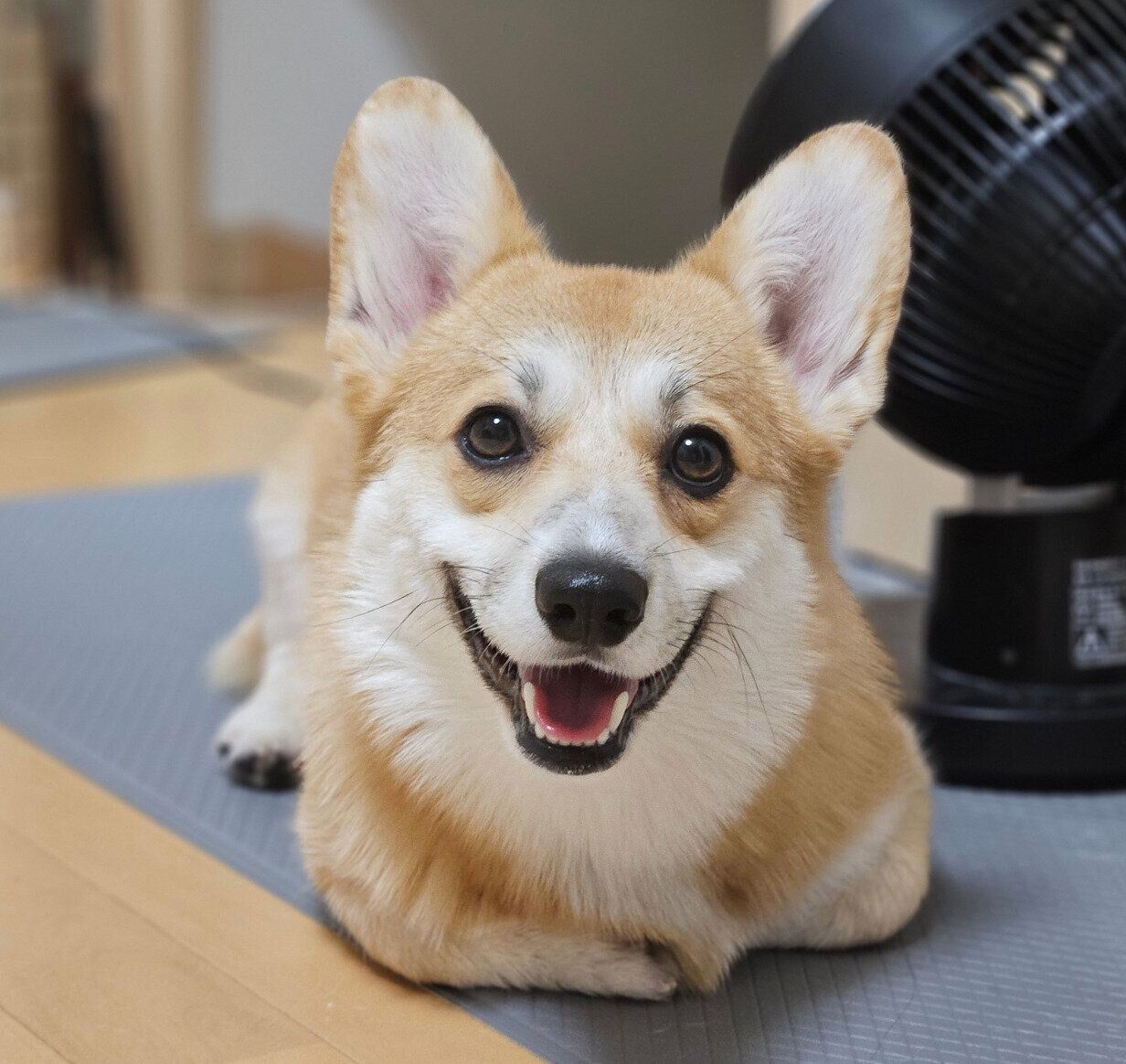 ニコニコ笑顔のタビーくん