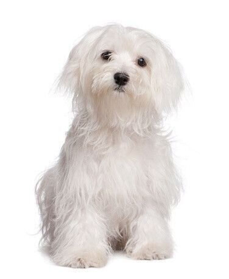 マルチーズの性格 飼い方のコツ 飼い主の悩みq A いぬのきもち 犬図鑑 いぬのきもちweb Magazine マルチーズの性格 飼い方のコツ 飼い主の悩みq A いぬのきもち 犬図鑑 いぬのきもちweb Magazine