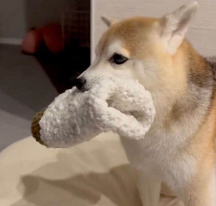 レッグウォーマーをくわえて耳をピコピコさせることねちゃん