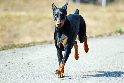 ドーベルマンの特徴 性格 最新価格と飼い方 いぬのきもち 犬図鑑 いぬのきもちweb Magazine