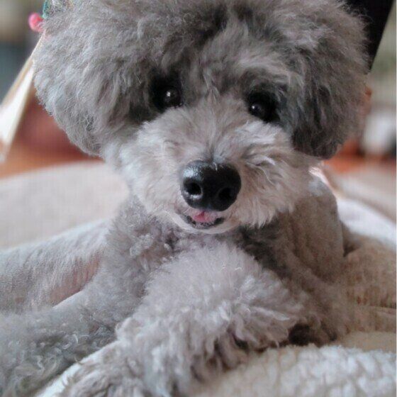 トイ・プードルのごまめくん