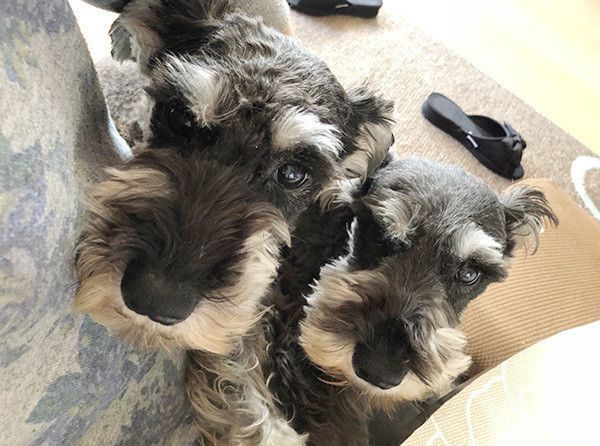 2匹のミニチュア・シュナウザー