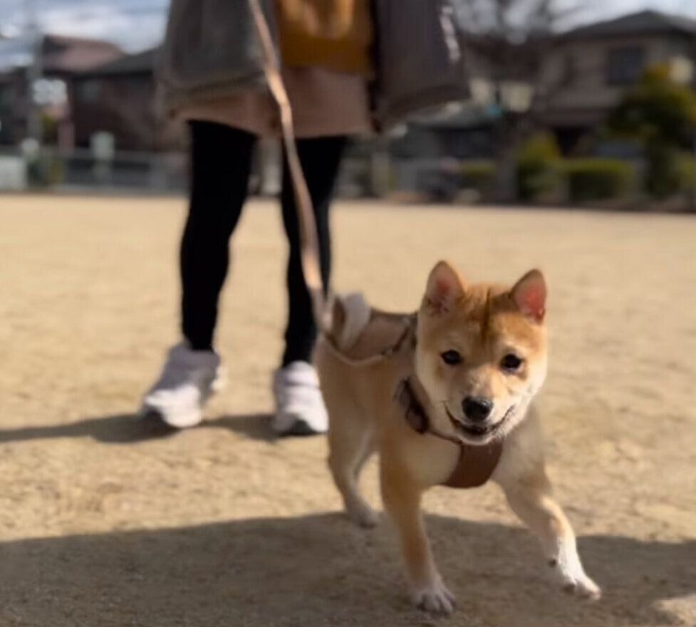散歩するチロくん
