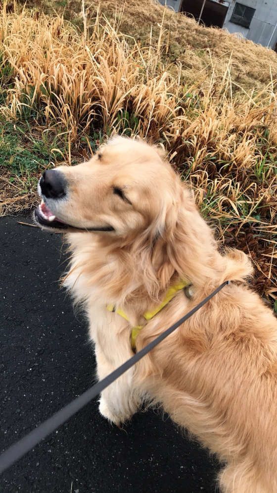 お散歩が嬉しいゴールデン・レトリーバー