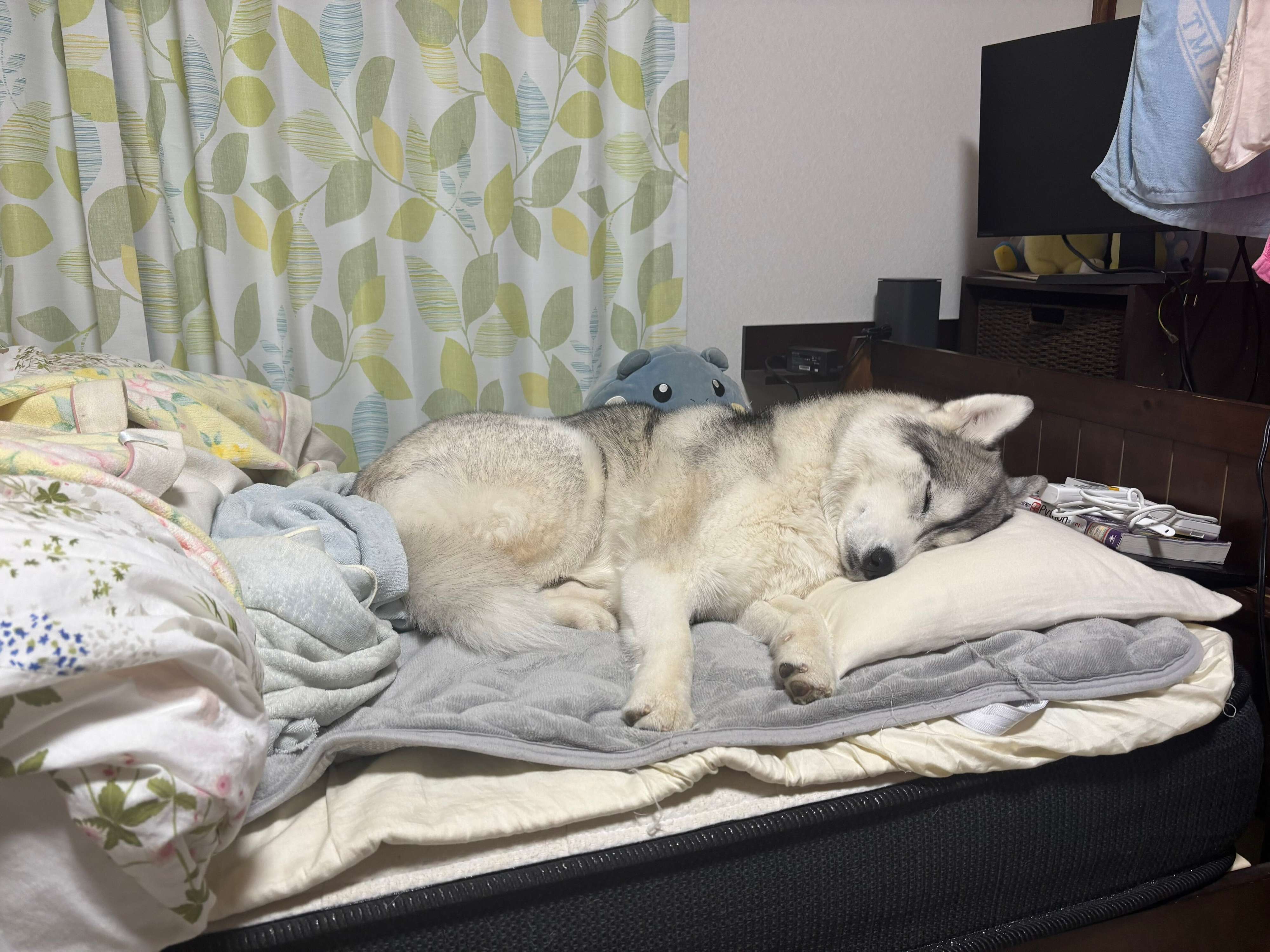 飼い主さんのベッドで熟睡するムギちゃん