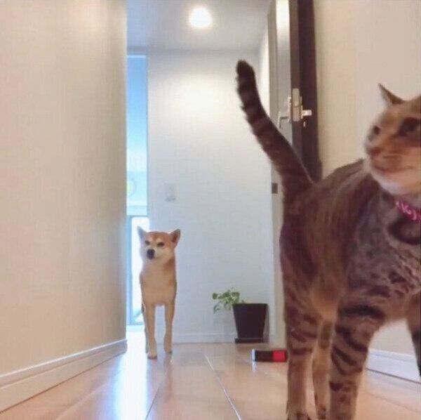 飼い主さんに「おはようのナデナデ」をしてもらうHaluくん、猫のMugiくん