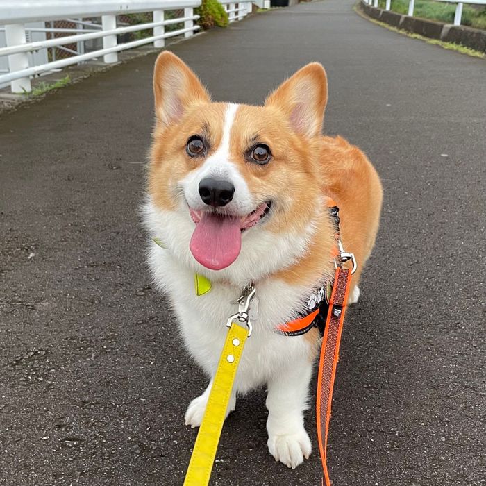 散歩を楽しむめいちゃん