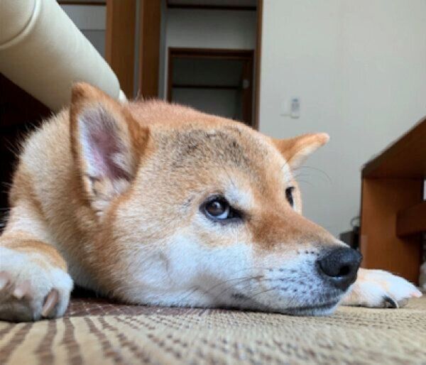 くつろぐ銀次くん