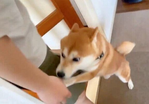 ご主人に飛びつくこてまる先輩
