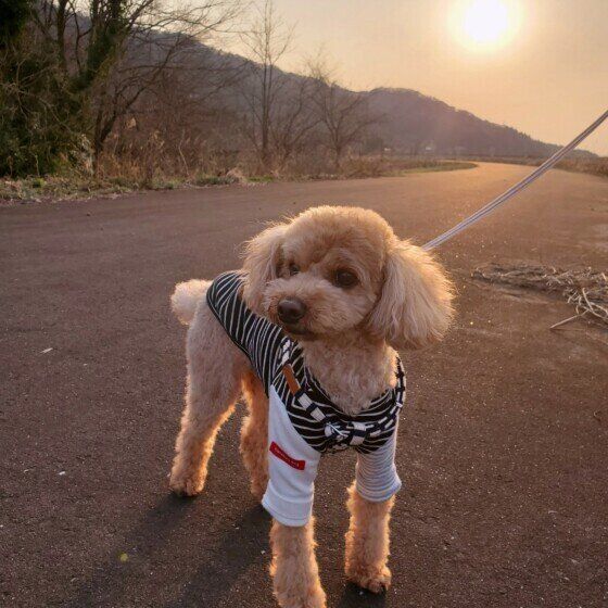 川沿いを散歩するプードル