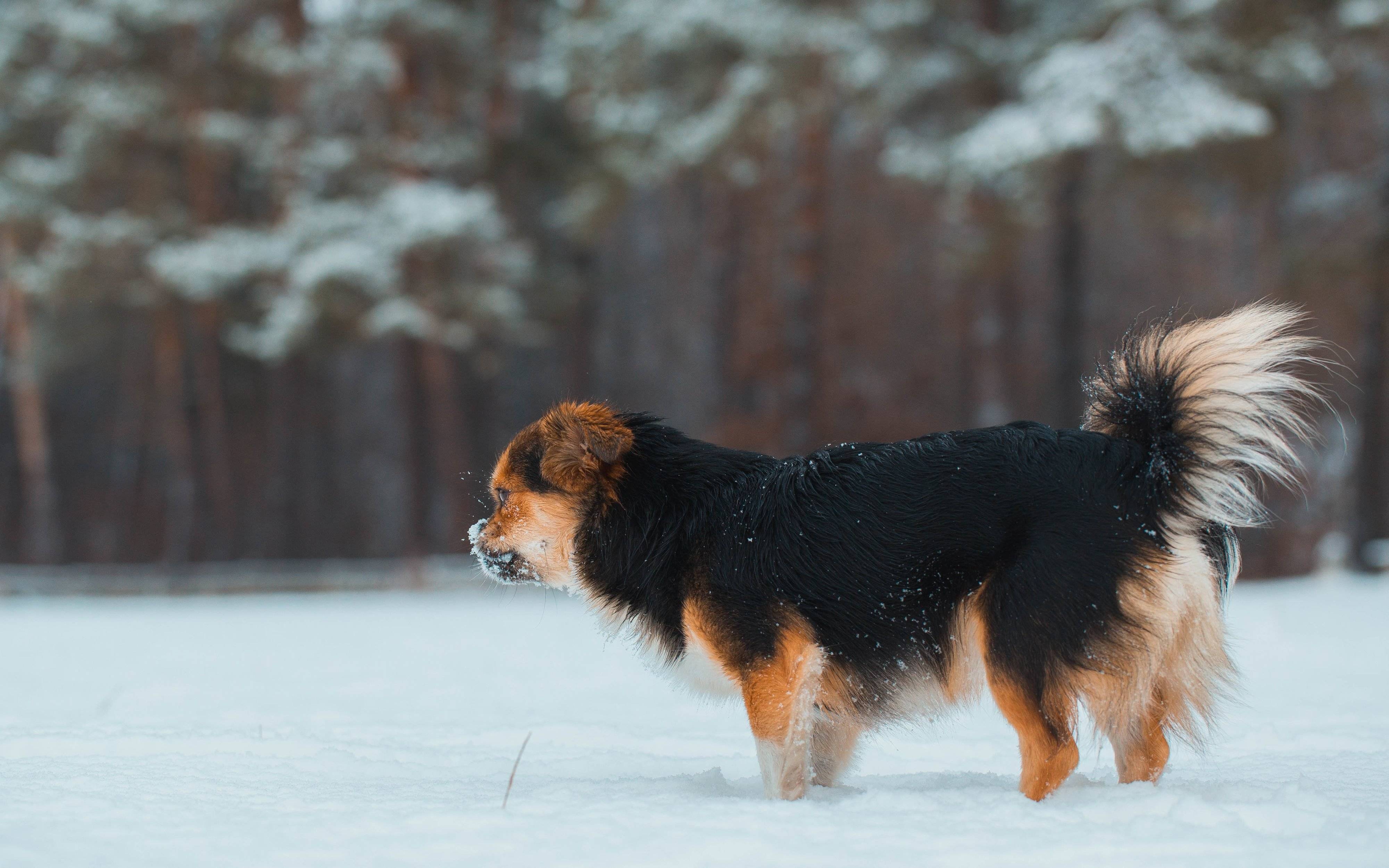 チベタン・スパニエル