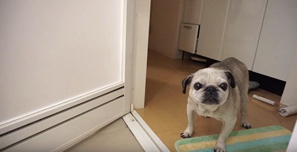 お風呂が気になるパグ
